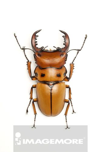 (9v00042) 昆虫.甲虫特写 (SI)创意正版商业图片