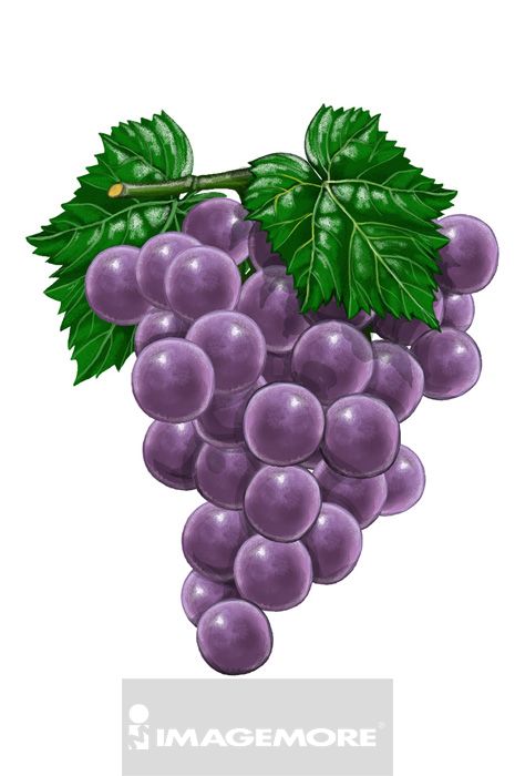 水果,葡萄