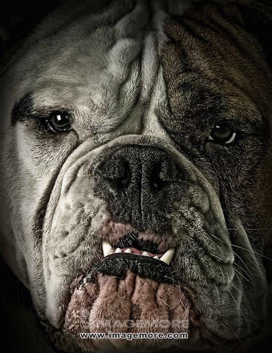 close up of dog"s wrinkly face